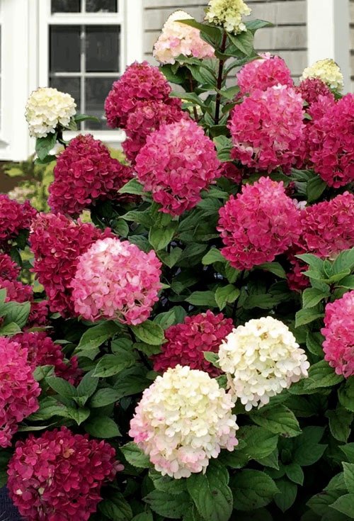 Šluotelinė hortenzija 'Little Lime Punch'