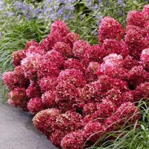 Šluotelinė hortenzija 'Petite Cherry' - Image 1