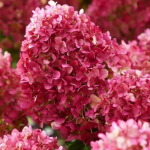 Šluotelinė hortenzija 'Petite Cherry' - Image 2