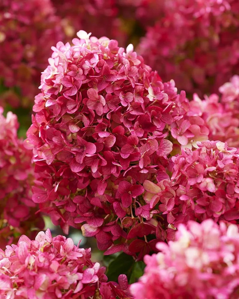 Šluotelinė hortenzija 'Petite Cherry'